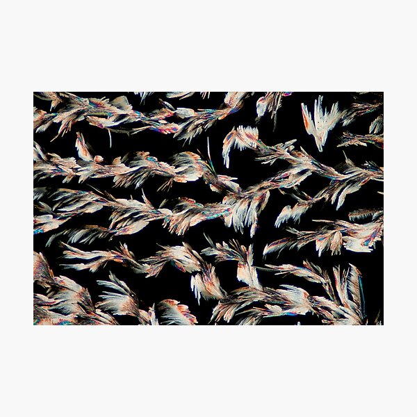 Science - chemical crystals (Glycine / SDS / Methanol) microscope photograph Photographic Print