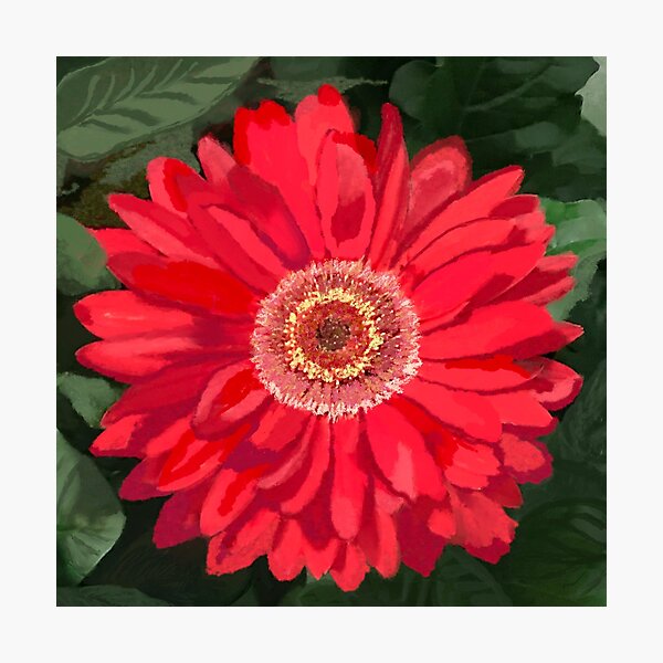 Red Daisy for Fame and Hallways Photographic Print