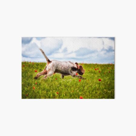 Galloping in poppies Spinone Art Board Print