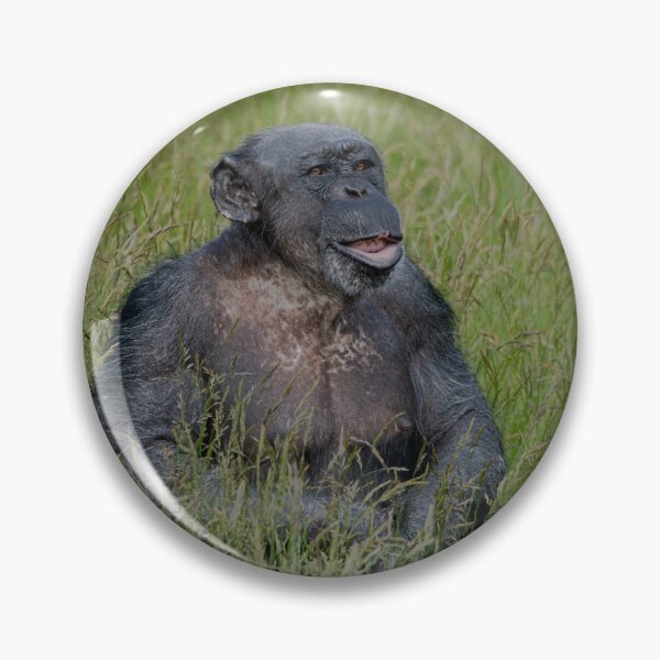 Item preview, Chimpanzee Sitting In The Grass designed and sold by rawshutterbug.