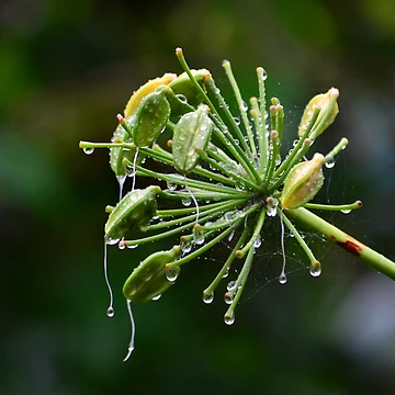 Artwork thumbnail, raindrops by Loreto Bautista Jr.