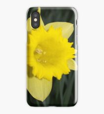 Daffodil iPhone Case/Skin