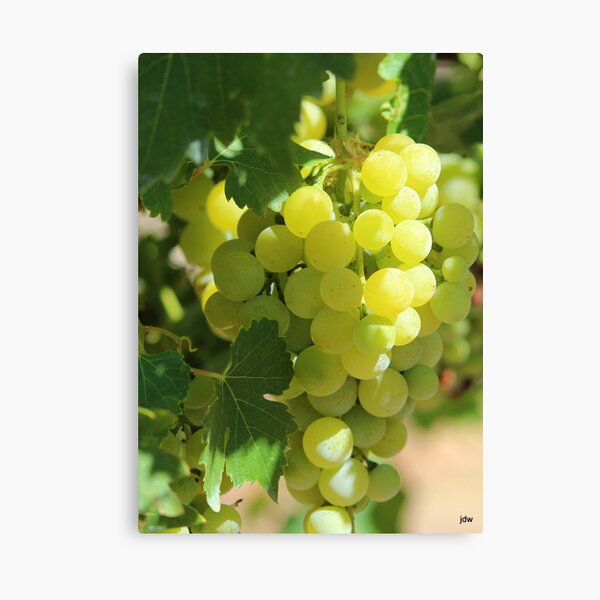grapes ready for picking Canvas Print