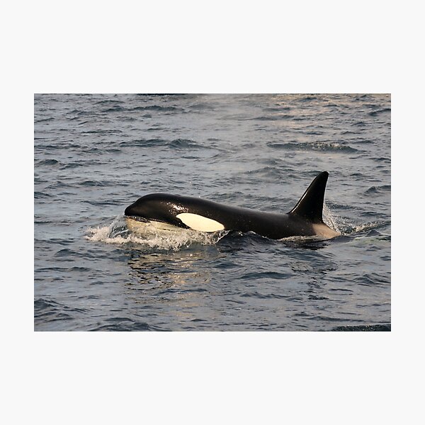 Wandbilder Orcinus Orca Redbubble