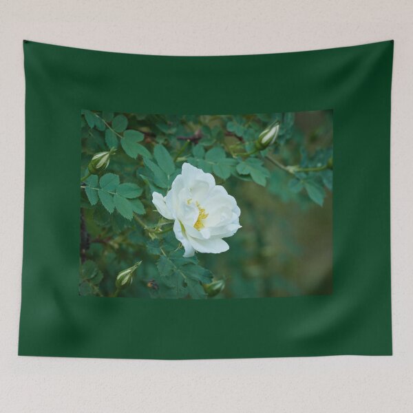 Item preview, Midsummer rose 28 designed and sold by Jouko Lehto Photography.