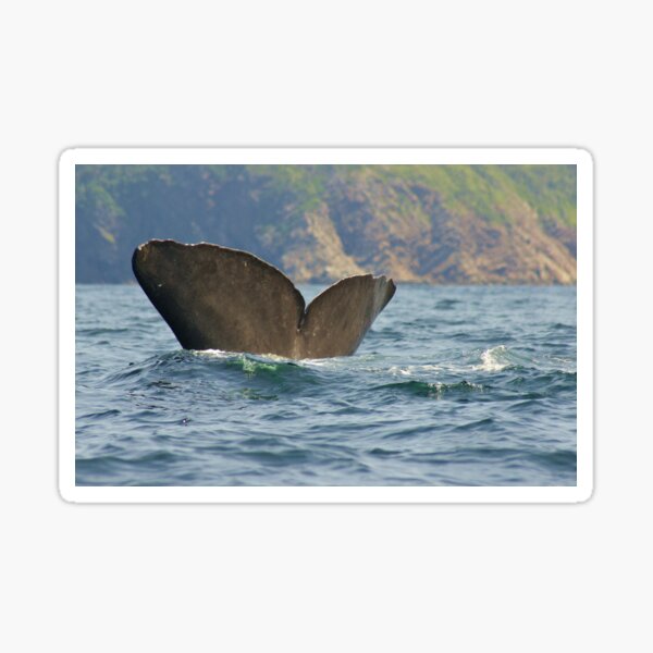 Ireland's Eye Encounter Sticker