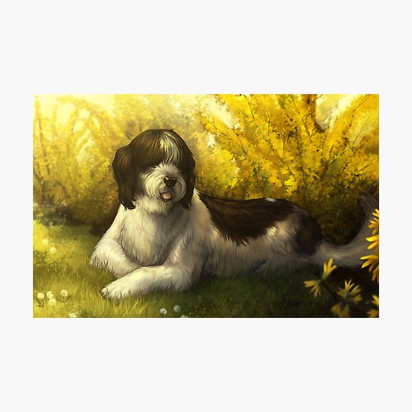 Jake the Sheepdog (sleepy sheepy) Photographic Print