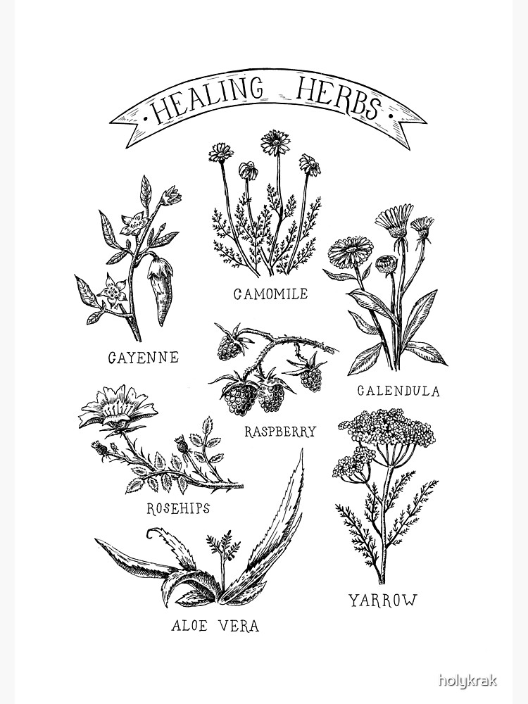 "Vintage Botanical Art" Sticker for Sale by holykrak Redbubble