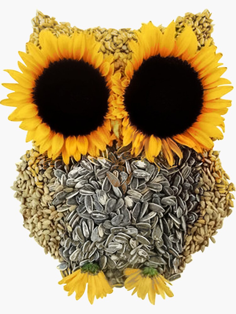 Sunflower, 