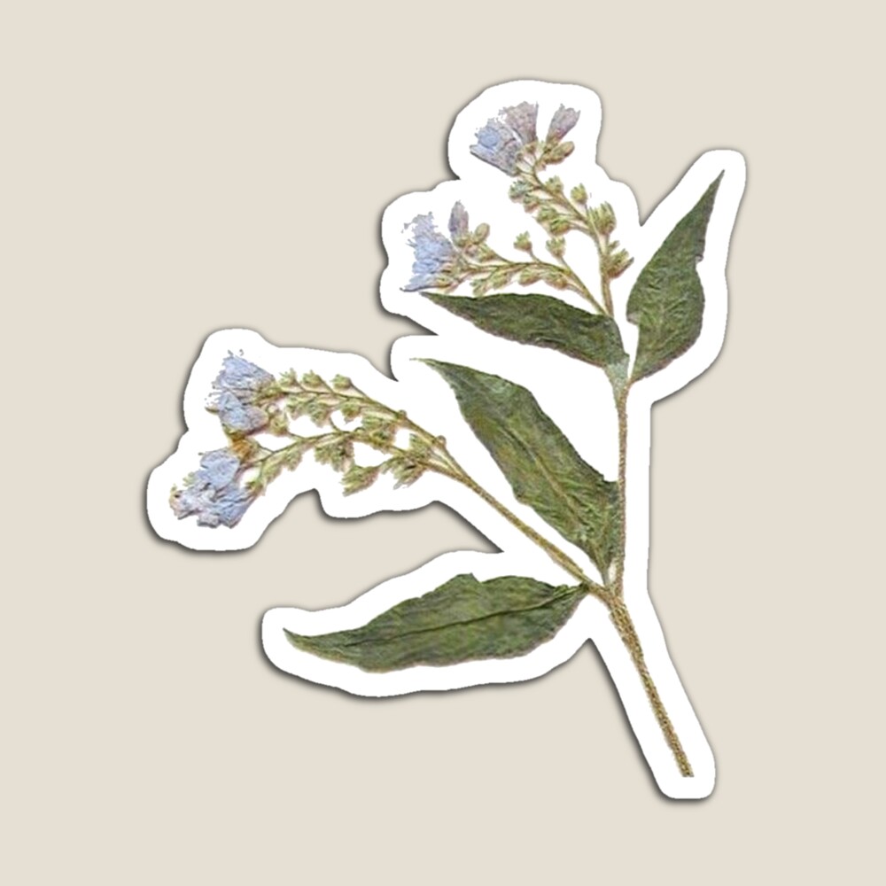 vintage white pressed flower Sticker for Sale by mandynl15