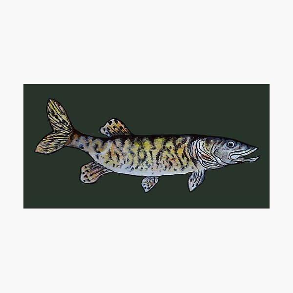 Muskie Fishing Photographic Print for Sale by Salmoneggs