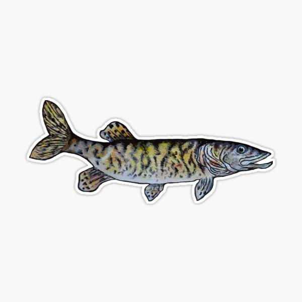 Musky Fish Drawing Dark Green Sticker for Sale by Michelebuttons