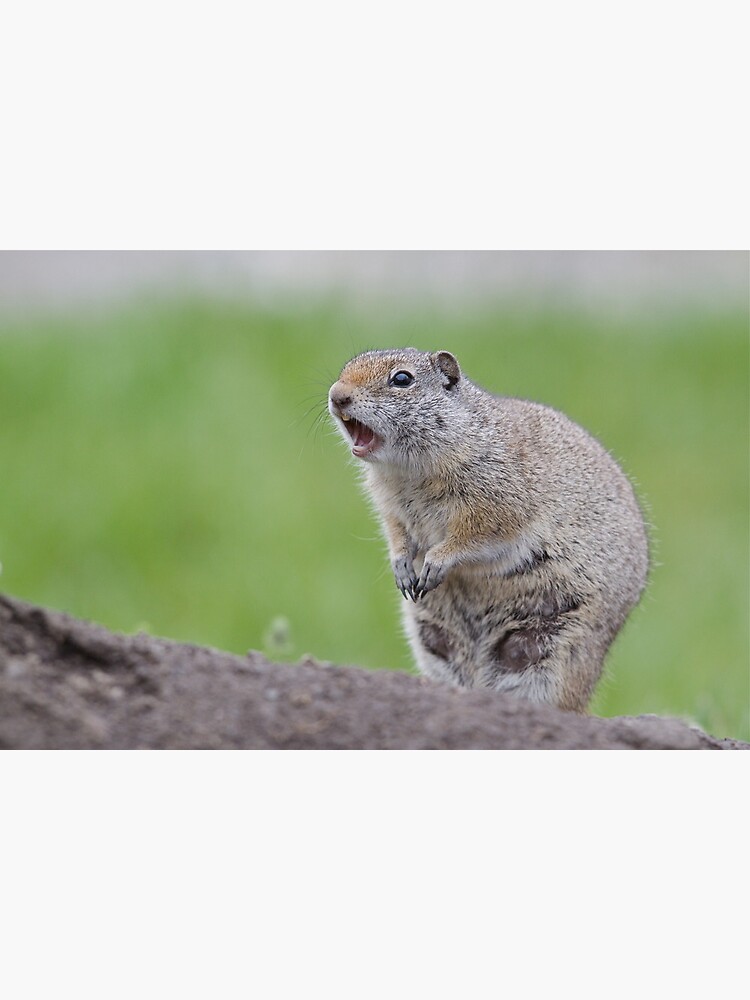 "Ground Squirrel Chirping, Yellowstone National Park" Poster by