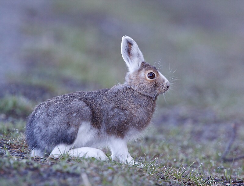 "Snowshoe Hare changing back to summer's brown, Yellowstone" by