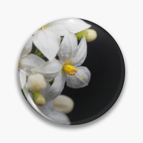 Item preview, Flowers of a jasmine nightshade, Solanum laxum, with a black background. designed and sold by Zosimus.
