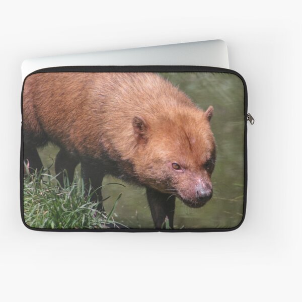 Item preview, Bush dog designed and sold by KcsArt87.