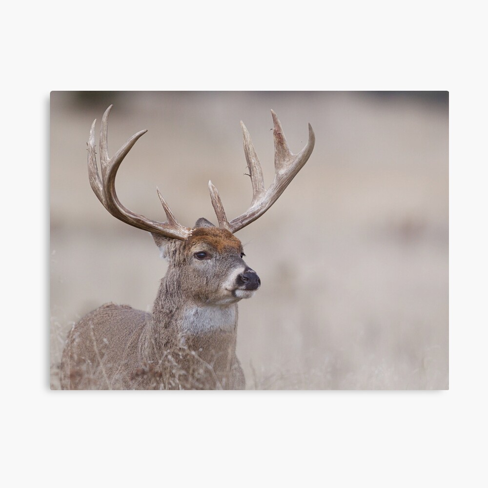 WHITE TAIL DEER HEAD WILDLIFE DECAL 10/" X 8/" WHITE