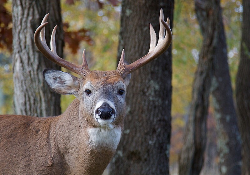 whitetail-buck-deer-portrait-in-deciduous-forest-photographic-prints