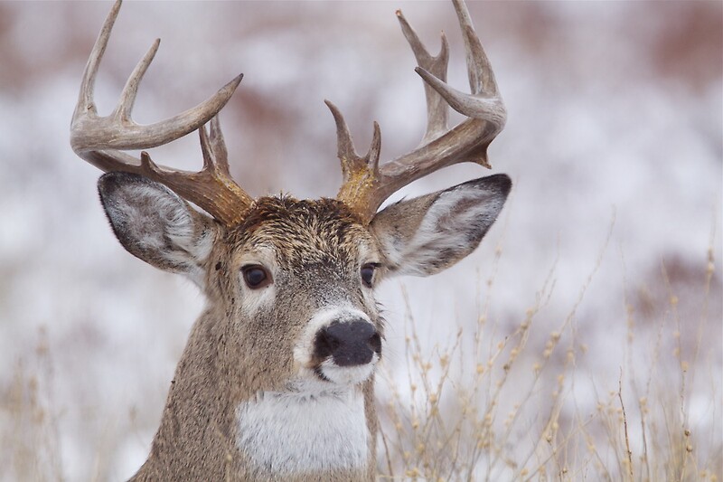 white-tailed-buck-deer-with-non-typical-antlers-winter-portrait