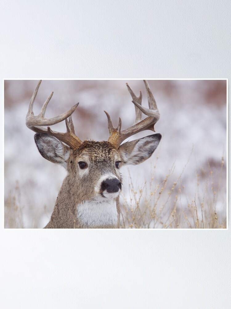 White tailed deer essay examples picture