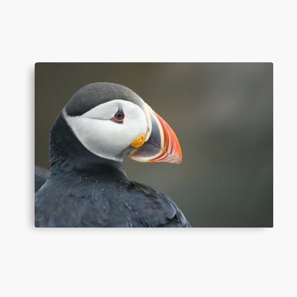 Newfoundland puffin Canvas Print