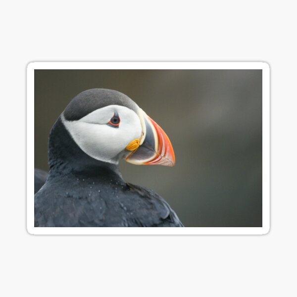 Newfoundland puffin Sticker