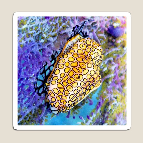 Watercolor Mollusk, Flamingo Tongue 02, St John, USVI, Colorful Celebration Magnet