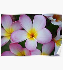 Frangipanis Poster