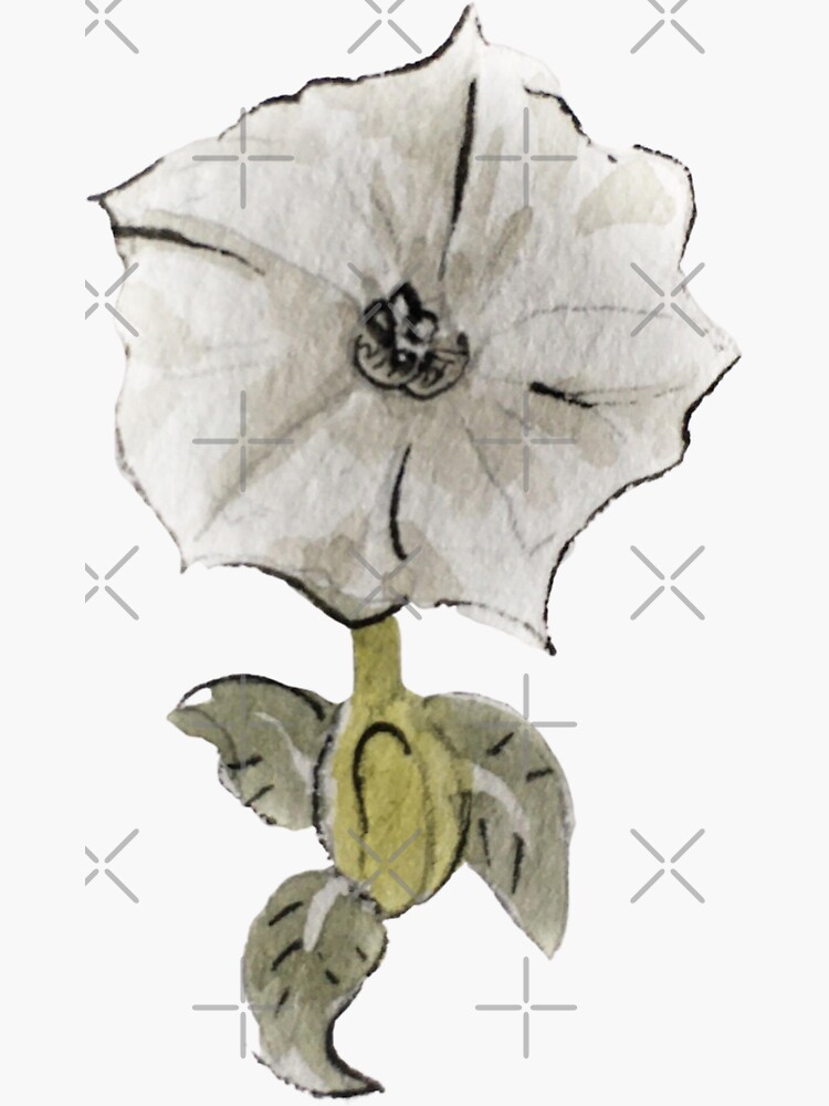 Trumpet flower drawing Cut Out Stock Images & Pictures - Alamy
