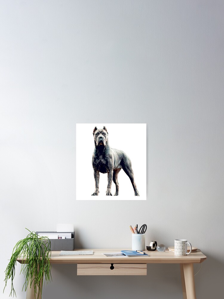 Cane Corso Dog Blue and Magnificent  Poster
