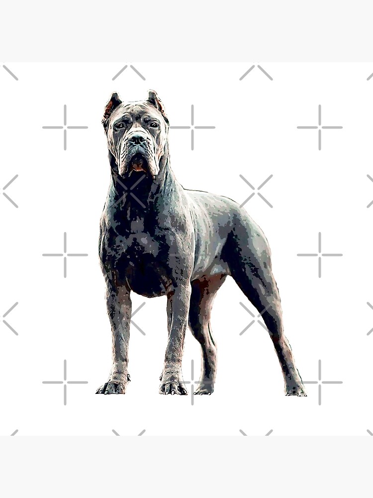 cane corso dog blue