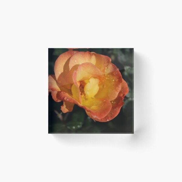 Item preview, Rose in Morning Dew designed and sold by remiliskos.