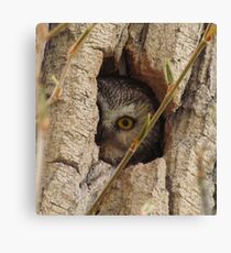Saw Whet Owl Canvas Print