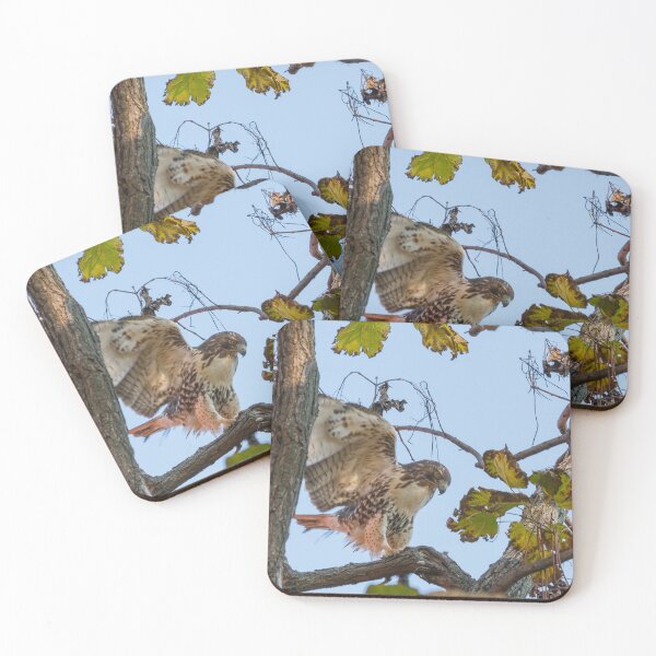 Item preview, Red Tailed Hawk alighting in tree designed and sold by Brian Scantlebury.