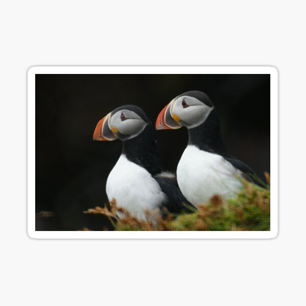 Companionship Sticker