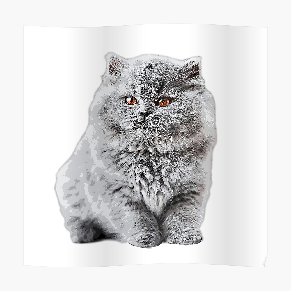 british shorthair longhair