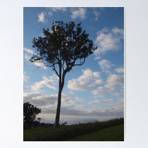 Item preview, Bega morning designed and sold by Tom McDonnell.
