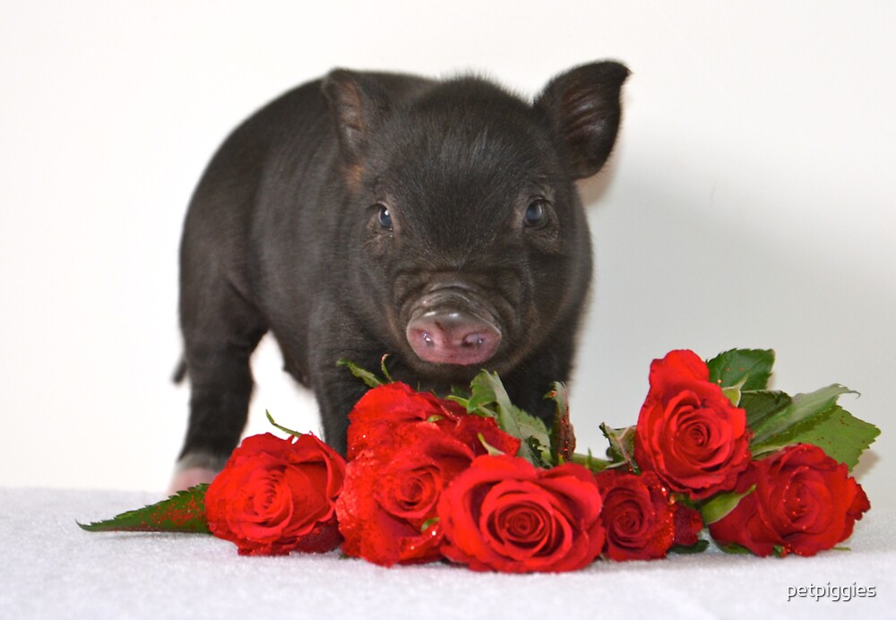"Micro Pig with Roses" by petpiggies Redbubble
