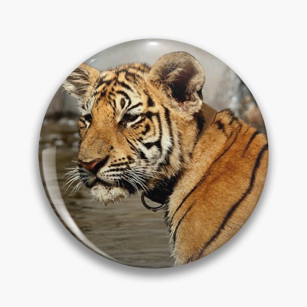 Item preview, 3 Month Old Bengal Tiger Cub designed and sold by Carole-Anne.