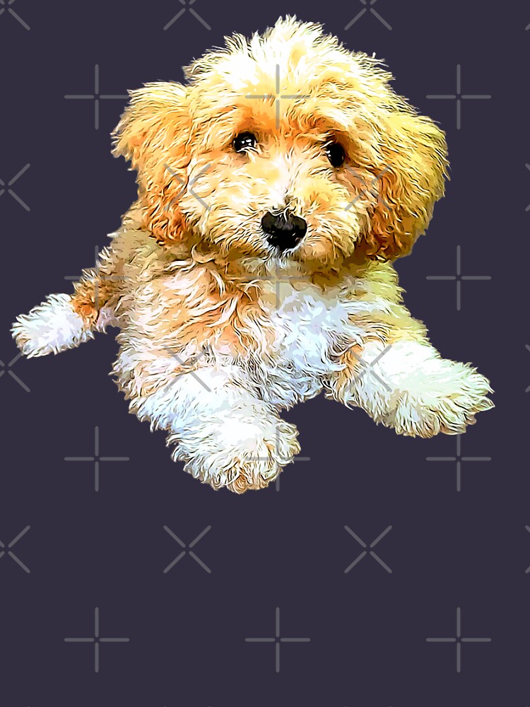 cavoodle t shirt