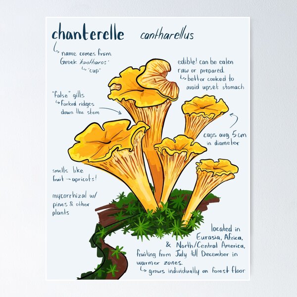 Item preview, Chanterelle Mushrooms designed and sold by little  ochre.