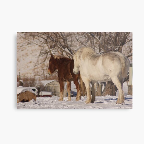 Lucky & Willow Metal Print