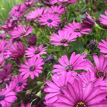 Artwork thumbnail, Daisies Spring In All Their Splendor by taiche