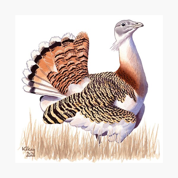 Item preview, Great Bustard designed and sold by kokayart.