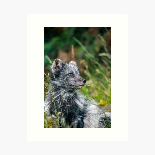 Item preview, The Arctic fox designed and sold by Darren Wilkes.