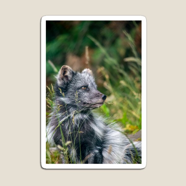 Aperçu de l'œuvre Le renard arctique créée et vendue par Darren Wilkes.