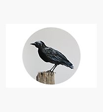The Crow Photographic Print