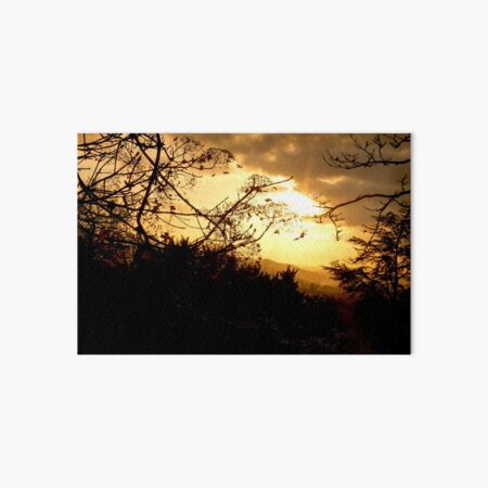 Orange Hydrangea Sunset Silhouette Art Board Print