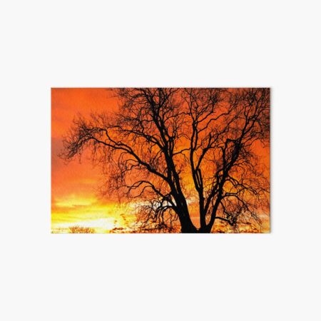 Orange Ash Tree Sunset Art Board Print