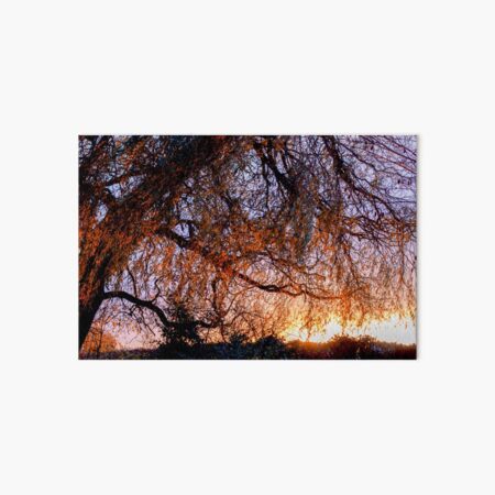 Willow Tree Sunset Art Board Print